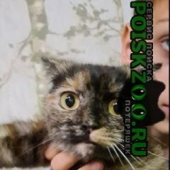 Подробнее об объявлении «Найдена кошка мкр 7 небо, волжская наб. 23. Нижний Новгород» Фото: найдена кошка  «Найдена кошка мкр 7 небо, волжская наб. 23....» в г. Нижний Новгород