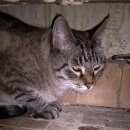 Подробнее об объявлении «Найден кот вао Москва» Фото: найдена кошка  «Найден кот вао Москва» в г. Москва