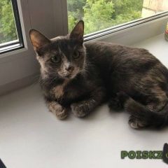 Подробнее об объявлении «Москва Найдена кошка» Фото: найдена кошка  «Москва Найдена кошка» в г. Москва