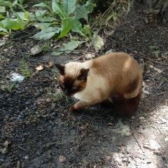 Подробнее об объявлении «Найден кот максимальный репост Старая Купавна» Фото: найдена кошка Сиамская кошка «Найден кот максимальный репост Старая Купавна» в г. Старая Купавна