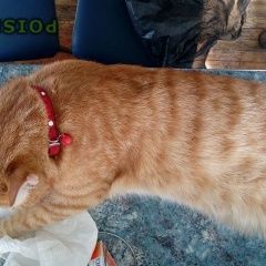 Подробнее об объявлении «Найден кот Санкт-Петербург» Фото: найдена кошка  «Найден кот Санкт-Петербург» в г. Санкт-Петербург
