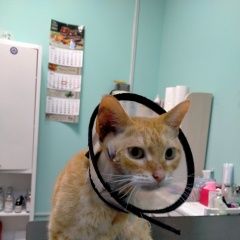 Подробнее об объявлении «Мытищи Найден кот рыжий кот в леонидовке» Фото: найдена кошка  «Мытищи Найден кот рыжий кот в леонидовке» в г. Мытищи