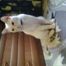 Подробнее об объявлении «Москва Найден кот» Фото: найдена кошка  «Москва Найден кот» в г. Москва