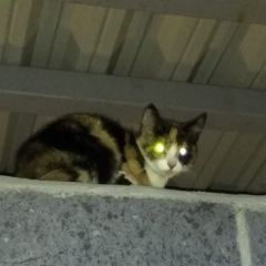 Подробнее об объявлении «Найдена кошка Санкт-Петербург» Фото: найдена кошка  «Найдена кошка Санкт-Петербург» в г. Санкт-Петербург
