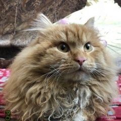 Подробнее об объявлении «Найден кот рыжий пушистый кот в салтыковке Балашиха» Фото: найдена кошка Сибирская «Найден кот рыжий пушистый кот в салтыковке...» в г. Балашиха