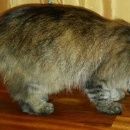 Подробнее об объявлении «Москва Найдена кошка похожа на сибирскую» Фото: найдена кошка Сибирская «Москва Найдена кошка похожа на сибирскую» в г. Москва