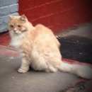 Подробнее об объявлении «Москва Найден кот светло рыжий, пушистый - потеряшка» Фото: найдена кошка  «Москва Найден кот светло рыжий, пушистый -...» в г. Москва