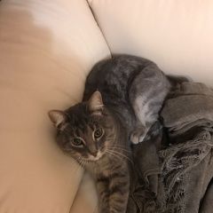 Подробнее об объявлении «Найдена кошка Екатеринбург» Фото: найдена кошка  «Найдена кошка Екатеринбург» в г. Екатеринбург
