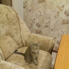 Подробнее об объявлении «Найдена кошка Саратов» Фото: найдена кошка  «Найдена кошка Саратов» в г. Саратов