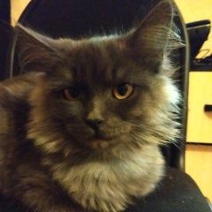 Подробнее об объявлении «Найден кот Саратов» Фото: найдена кошка  «Найден кот Саратов» в г. Саратов