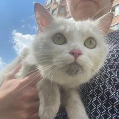 Подробнее об объявлении «Найдена кошка белая кошка, желтые глаза, молодая Подольск» Фото: найдена кошка  «Найдена кошка белая кошка, желтые глаза,...» в г. Подольск