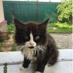 Подробнее об объявлении «Москва Найден котёнок» Фото: найдена кошка  «Москва Найден котёнок» в г. Москва