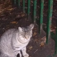 Подробнее об объявлении «Москва Найдена кошка во дворе прибилась кошка» Фото: найдена кошка  «Москва Найдена кошка во дворе прибилась кошка» в г. Москва