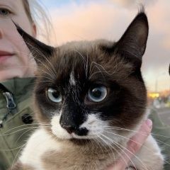 Подробнее об объявлении «Москва Найдена кошка» Фото: найдена кошка  «Москва Найдена кошка» в г. Москва