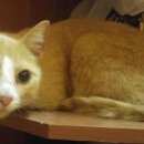 Подробнее об объявлении «Москва Найден кот рыже-белый кот, мкр. жулебино» Фото: найдена кошка  «Москва Найден кот рыже-белый кот, мкр. жулебино» в г. Москва