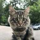 Подробнее об объявлении «Москва Найден кот» Фото: найдена кошка  «Москва Найден кот» в г. Москва