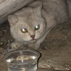 Подробнее об объявлении «Москва Найдена кошка британска взрослая кошка» Фото: найдена кошка Британская короткошерстная кошка «Москва Найдена кошка британска взрослая кошка» в г. Москва