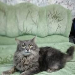 Картинка найдена кошка В городе Одинцово обнаружен котейка. Одинцово