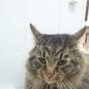 Подробнее об объявлении «Одинцово Найден кот» Фото: найдена кошка  «Одинцово Найден кот» в г. Одинцово