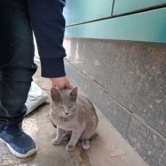 Подробнее об объявлении «Москва Найдена кошка серая, напугана, ласковая ошей» Фото: найдена кошка Австрийский короткошерстый пинчер «Москва Найдена кошка серая, напугана, ласковая...» в г. Москва