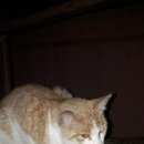 Подробнее об объявлении «Санкт-Петербург Найден кот, месяцев 7_8» Фото: найдена кошка  «Санкт-Петербург Найден кот, месяцев 7_8» в г. Санкт-Петербург