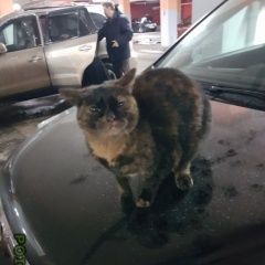 Подробнее об объявлении «Москва Найдена кошка британская кошка» Фото: найдена кошка Британская короткошерстная «Москва Найдена кошка британская кошка» в г. Москва