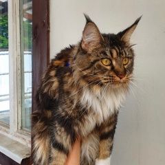 Подробнее об объявлении «Найдена кошка похожа на мейн-куна Троицк» Фото: найдена кошка Мейн-кун «Найдена кошка похожа на мейн-куна Троицк» в г. Троицк