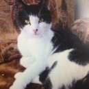 Подробнее об объявлении «Москва Найден кот черно-белый кот» Фото: найдена кошка  «Москва Найден кот черно-белый кот» в г. Москва
