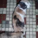 Подробнее об объявлении «Москва Найдена кошка» Фото: найдена кошка  «Москва Найдена кошка» в г. Москва