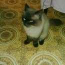 Подробнее об объявлении «Найден кот Москва» Фото: найдена кошка Невская маскарадная «Найден кот Москва» в г. Москва