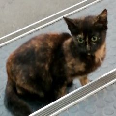 Подробнее об объявлении «Москва Найдена кошка черепаховый окрас» Фото: найдена кошка  «Москва Найдена кошка черепаховый окрас» в г. Москва