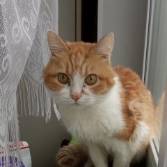 Подробнее об объявлении «Москва Найден кот рыжий кот.» Фото: найдена кошка  «Москва Найден кот рыжий кот.» в г. Москва