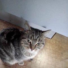 Подробнее об объявлении «Ставрополь Найдена кошка ручная» Фото: найдена кошка  «Ставрополь Найдена кошка ручная» в г. Ставрополь