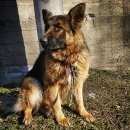 Подробнее об объявлении «Найдена собака Долгопрудный» Фото: найдена собака  «Найдена собака Долгопрудный» в г. Долгопрудный