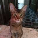 Подробнее об объявлении «Москва Найден кот возраст примерно - месяцев» Фото: найдена кошка  «Москва Найден кот возраст примерно - месяцев» в г. Москва