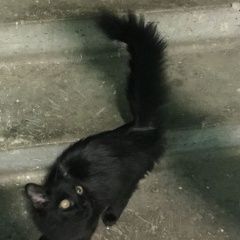 Подробнее об объявлении «Москва Найден кот домашний» Фото: найдена кошка  «Москва Найден кот домашний» в г. Москва