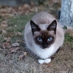 Подробнее об объявлении «Найдена кошка сиамская девочка молоденькая Невьянск» Фото: найдена кошка Сиамская кошка «Найдена кошка сиамская девочка молоденькая...» в г. Невьянск