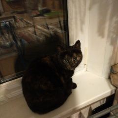 Подробнее об объявлении «Москва Найдена кошка м.выхино» Фото: найдена кошка  «Москва Найдена кошка м.выхино» в г. Москва