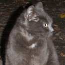 Подробнее об объявлении «Москва Найден кот митино плюшевый кот» Фото: найдена кошка Русская голубая «Москва Найден кот митино плюшевый кот» в г. Москва