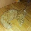 Подробнее об объявлении «Найдена кошка рыжая Уфа» Фото: найдена кошка  «Найдена кошка рыжая Уфа» в г. Уфа