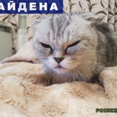 Подробнее об объявлении «Москва Найдена кошка шотландец (скоттиш фолд)» Фото: найдена кошка Шотландская вислоухая «Москва Найдена кошка шотландец (скоттиш фолд)» в г. Москва