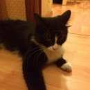 Подробнее об объявлении «Москва Найдена кошка» Фото: найдена кошка  «Москва Найдена кошка» в г. Москва