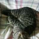 Подробнее об объявлении «Москва Найден кот в перово» Фото: найдена кошка  «Москва Найден кот в перово» в г. Москва