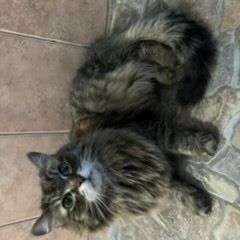 Подробнее об объявлении «Найдена кошка Москва» Фото: найдена кошка  «Найдена кошка Москва» в г. Москва