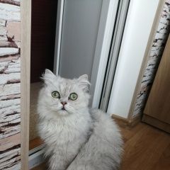 Подробнее об объявлении «Ялта Найдена кошка» Фото: найдена кошка Персидская кошка «Ялта Найдена кошка» в г. Ялта