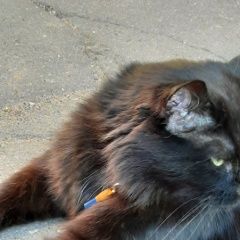 Подробнее об объявлении «Найдена кошка Зеленоград» Фото: найдена кошка  «Найдена кошка Зеленоград» в г. Зеленоград