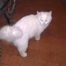 Подробнее об объявлении «Москва Найдена кошка в сумке - переноске» Фото: найдена кошка Персидская «Москва Найдена кошка в сумке - переноске» в г. Москва