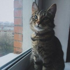 Подробнее об объявлении «Москва Найдена кошка район метро царицыно» Фото: найдена кошка  «Москва Найдена кошка район метро царицыно» в г. Москва