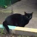 Подробнее об объявлении «Москва Найдена кошка» Фото: найдена кошка  «Москва Найдена кошка» в г. Москва