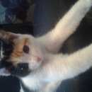 Подробнее об объявлении «Найдена кошка Новокузнецк» Фото: найдена кошка  «Найдена кошка Новокузнецк» в г. Новокузнецк